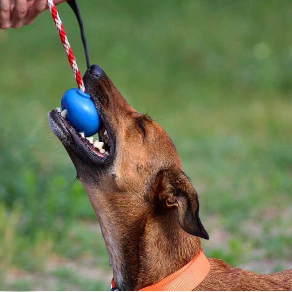 USA-K9 Cherry Bomb Rubber Dog Chew Toy – 4-in-1 K9 Reward & Treat Dispenser | USA Made