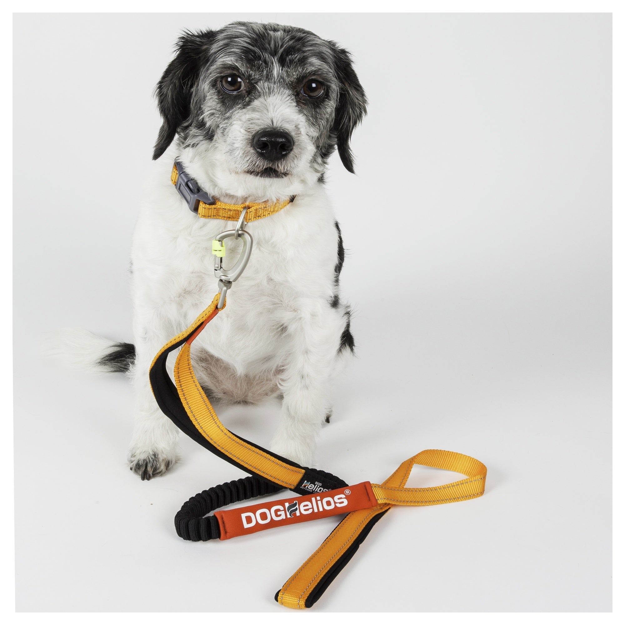 Dog Helios ® 'Neo-Indestructible' 2-in-1 Accordion Dog Collar and Leash