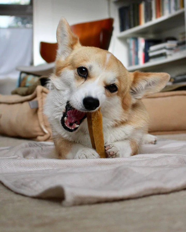 Himalayan Yak Cheese Dog Chews Medium