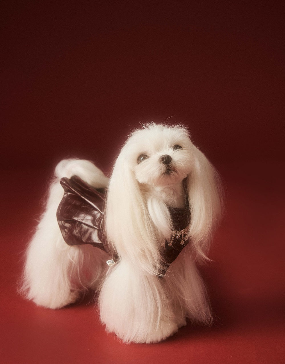 Leather Beret Pet Dress with Hat