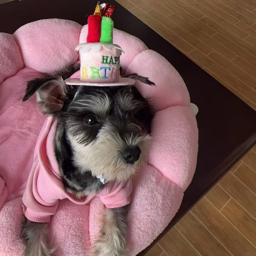 Pet birthday cake top hat