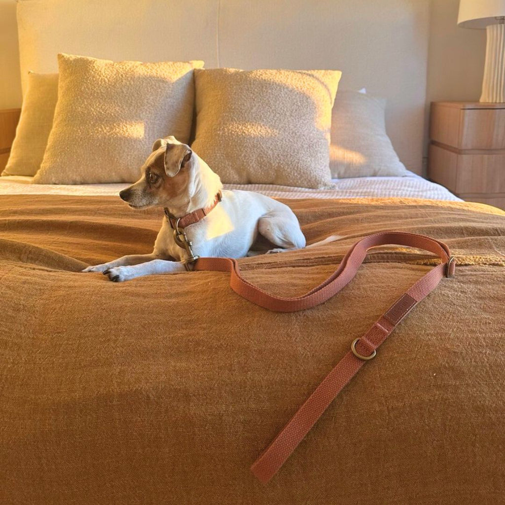 Tilley + Me Hemp Cotton Dog Collar – Durable, Adjustable, Soft – Joshua Tree