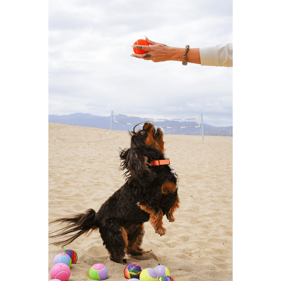Tilley + Me Tennis Ball for Dogs