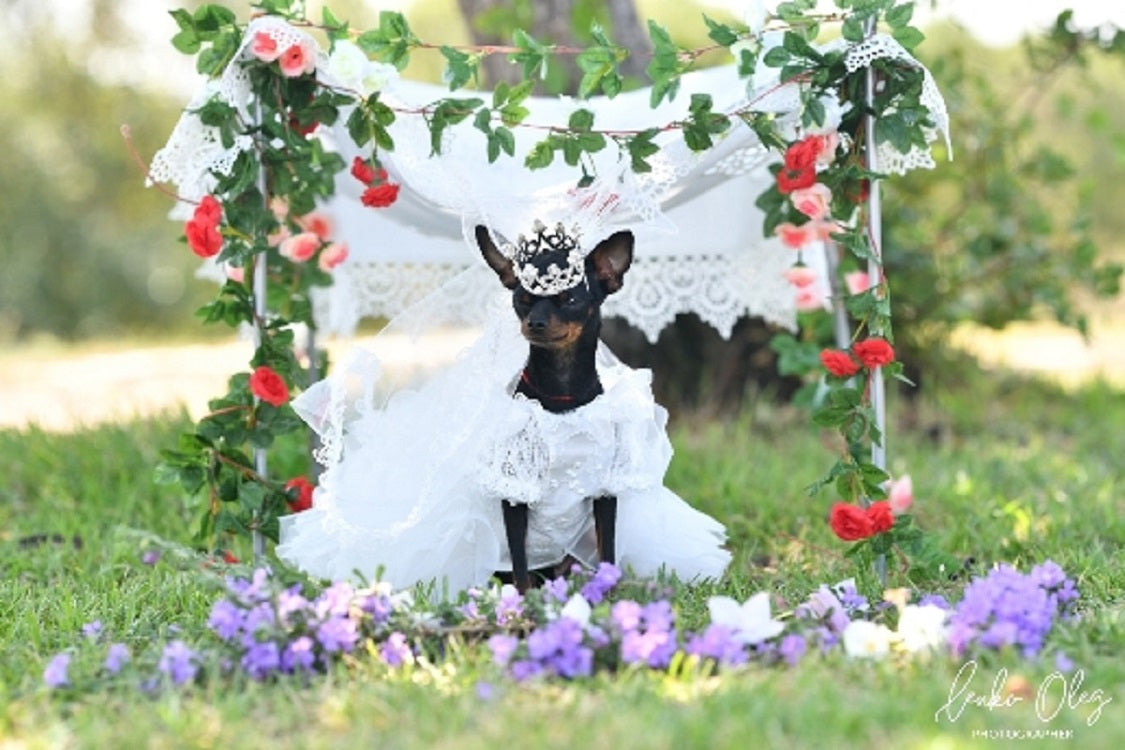 Luxury Pet Bridal Veil with Pearl Crown – Elegant Wedding Tiara Veil for Dogs & Cats