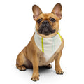 Sebastian & Clementine Neon Lines Bandana For Dogs and Cats L