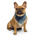 Sebastian & Clementine Blue Clouds Bandana For Dogs and Cats L