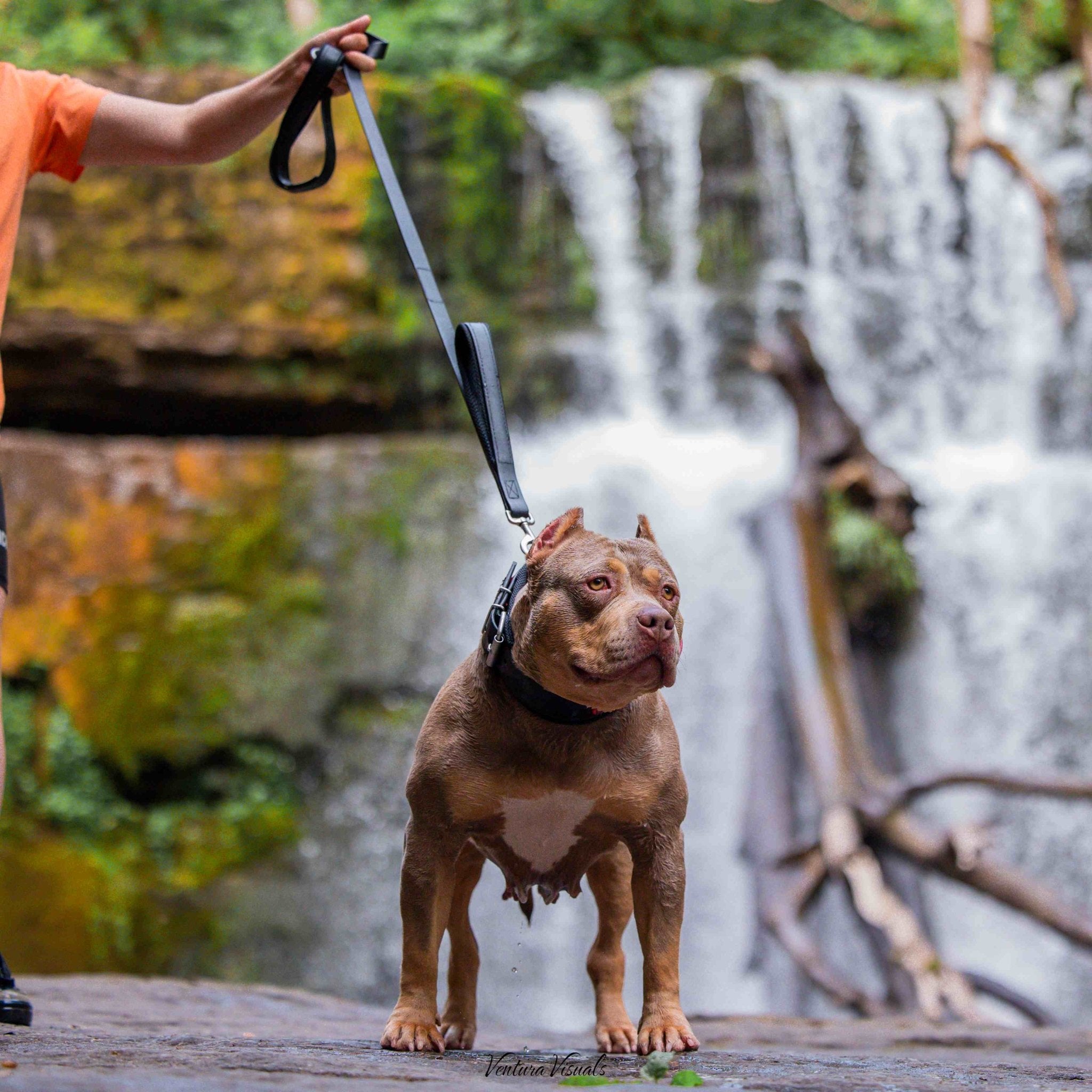BESTIA DOG SPORT dual handle leash