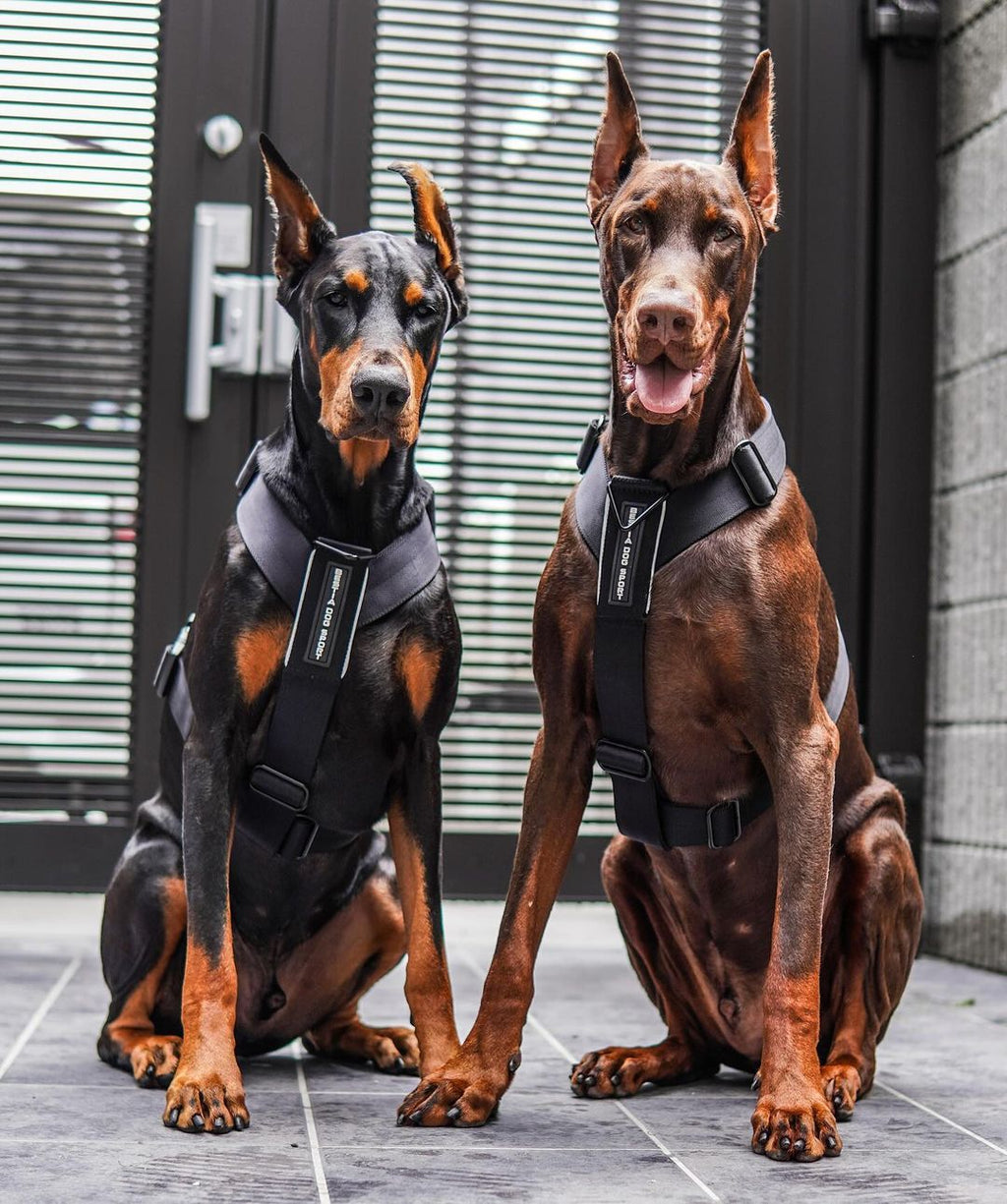 BESTIA DOG SPORT GripPro Basic Harness