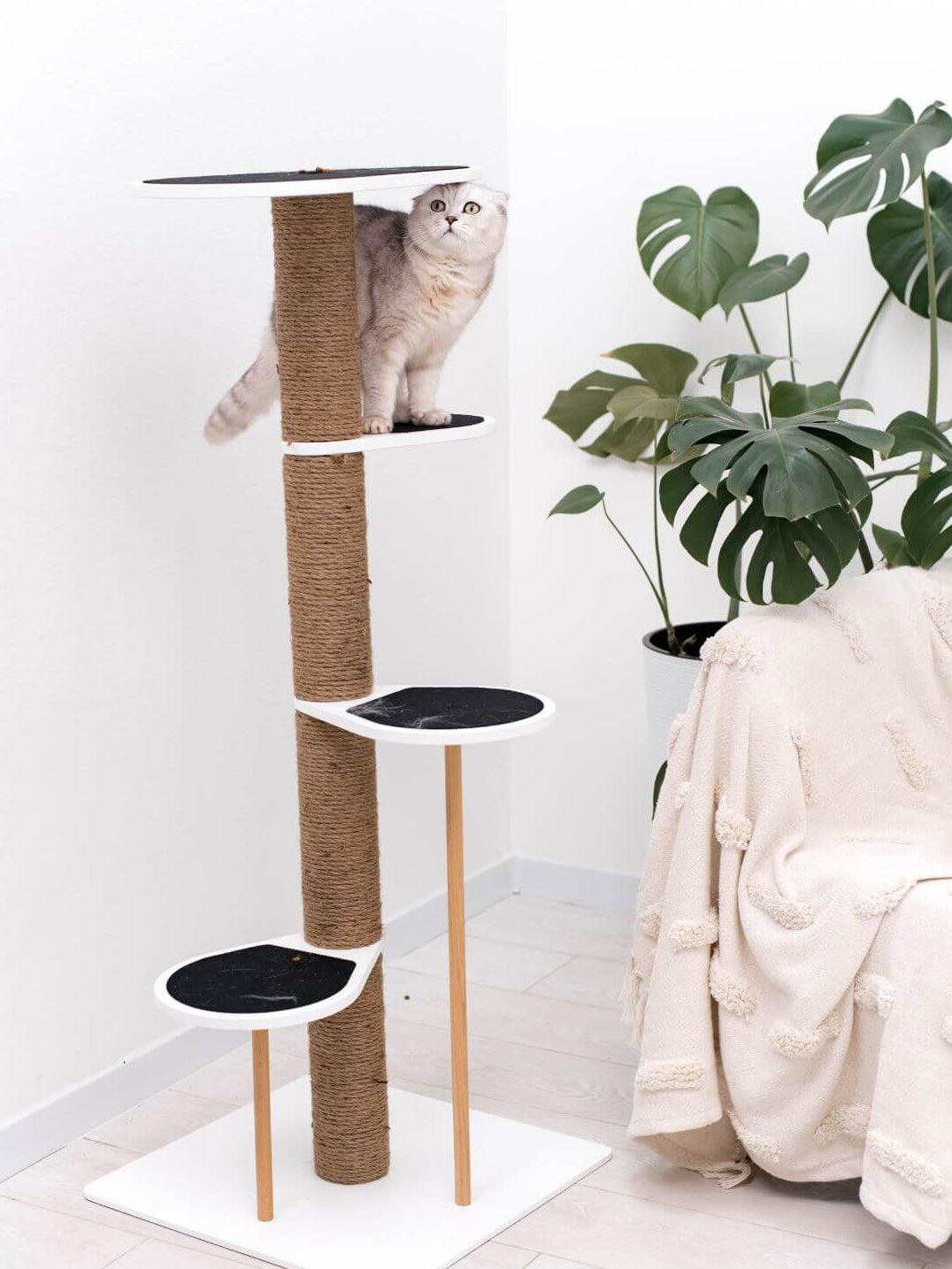 Cat Climbing Tower