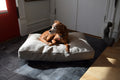 Premium Hemp Dog Bed - Organic Latex Foam Fill Natural