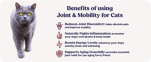 Cat Joint Supplement Chondroitin Mobility Support Natural Formula