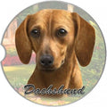 Dachshund (Red) Car Coaster