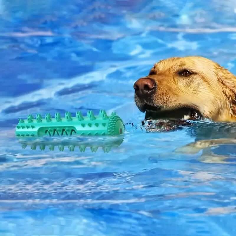 Dog Toothbrush Chew Toy Stick – Dental Plaque & Tartar Cleaner | Non-Toxic Rubber | Small & Medium Dogs