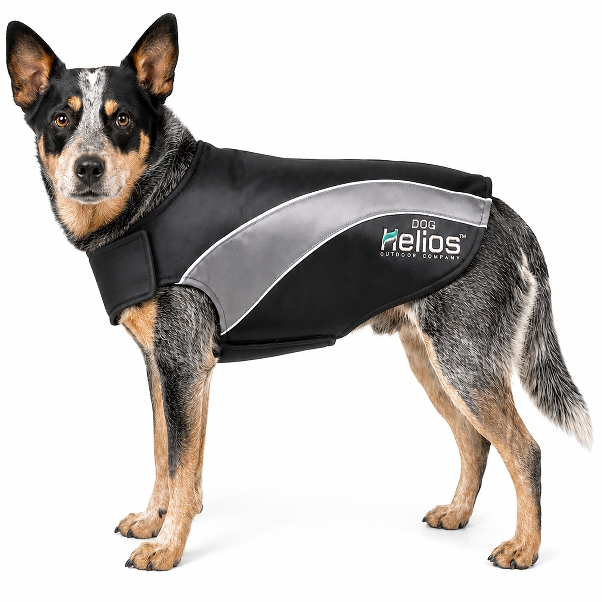 Dog Helios ® Octane Reflective Soft-Shell Neoprene Performance Dog Coat Black, Grey