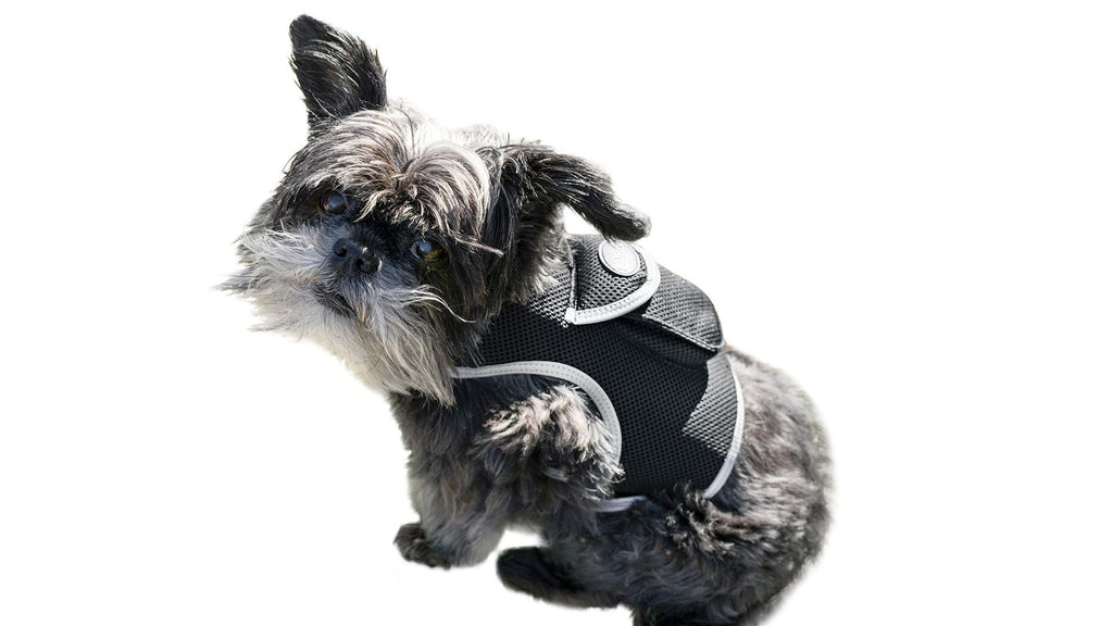 Consistent Realtime Mini Cat Dog GPS Tracking Collar Waterproof Device Size:L
