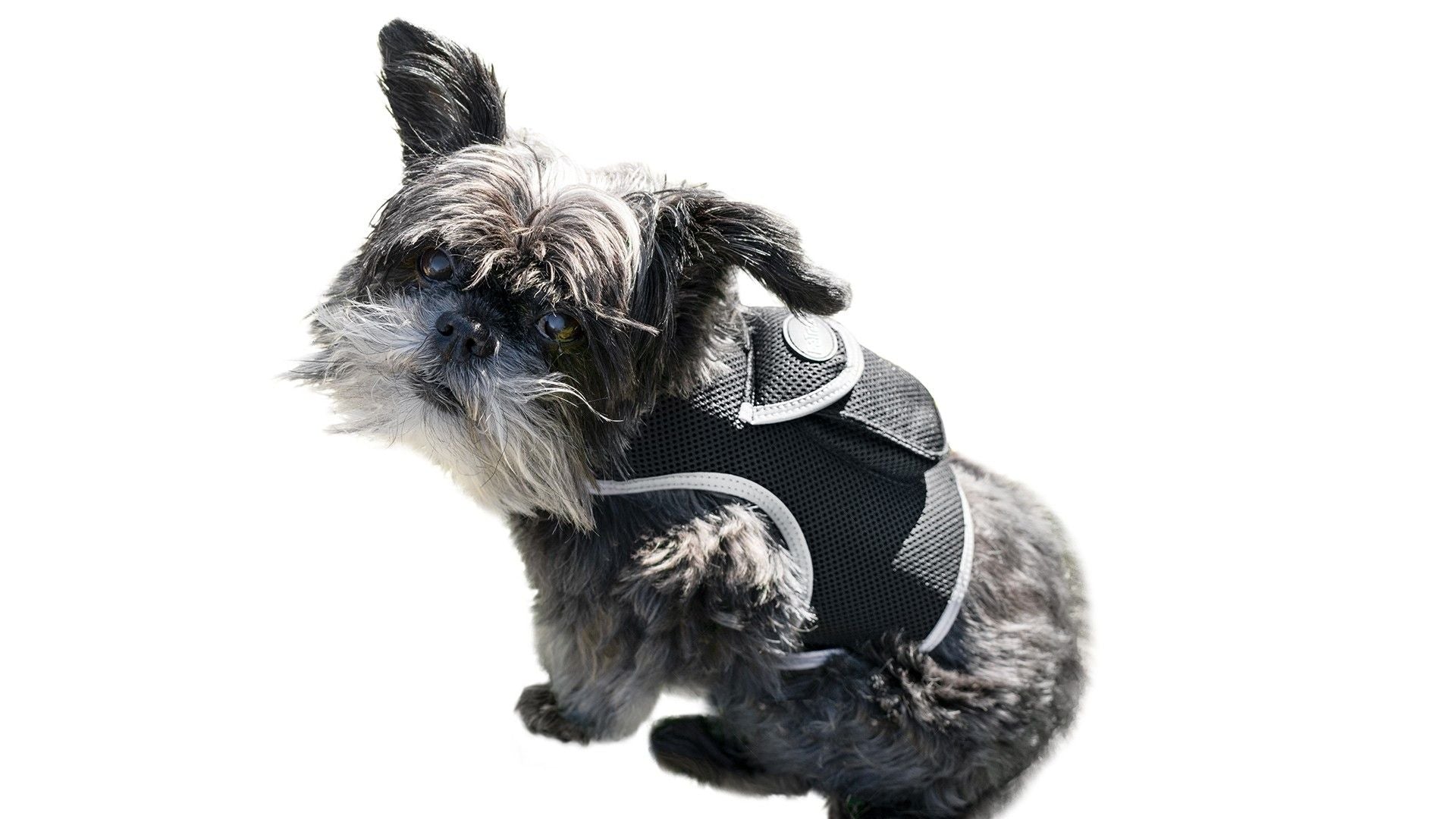 Consistent Realtime Mini Cat Dog GPS Tracking Collar Waterproof Device Size:L