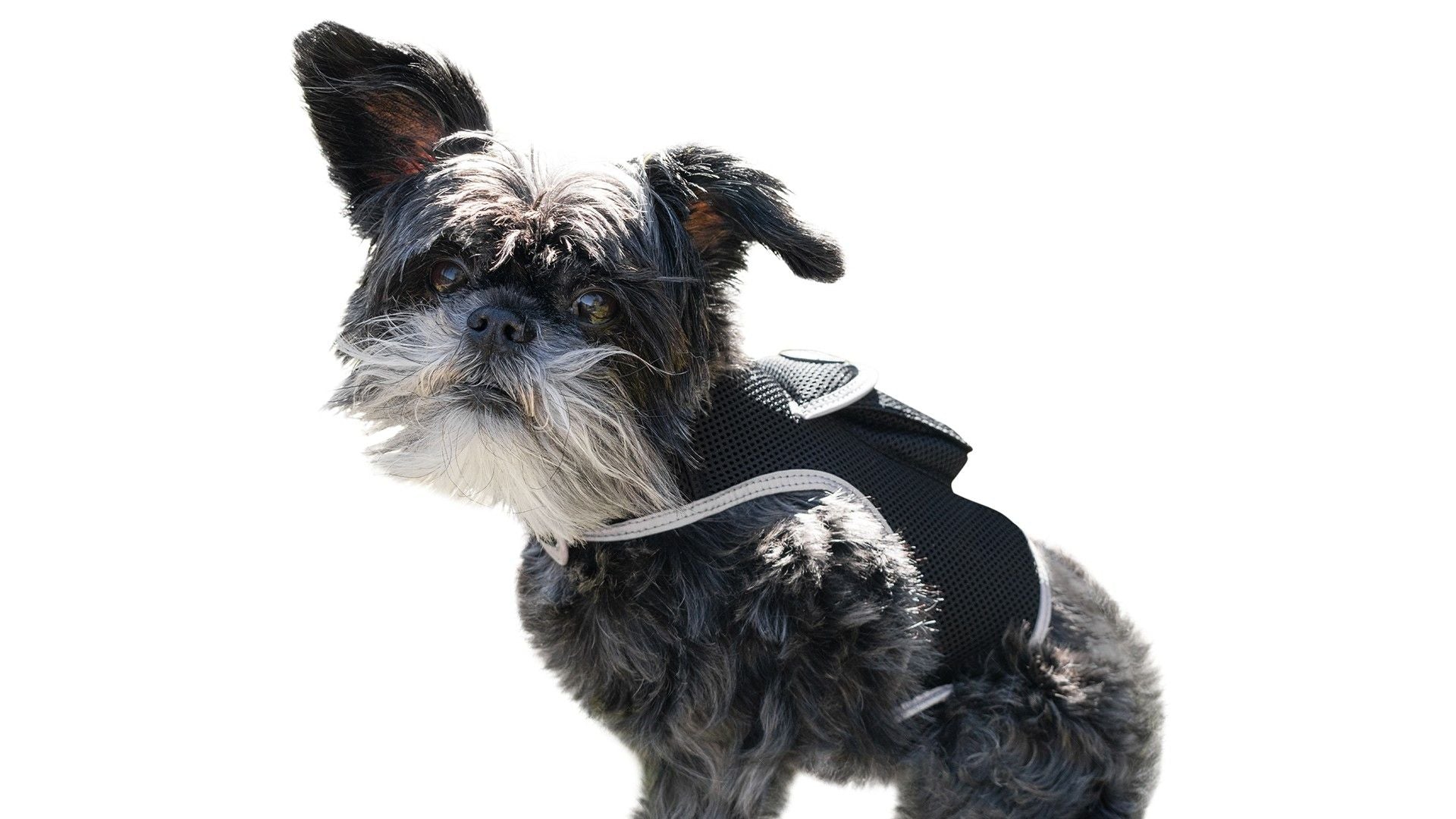 Easy Setup Waterproof Mini GPS Realtime Pet GSM GPRS Tracking Device Size:L Default
