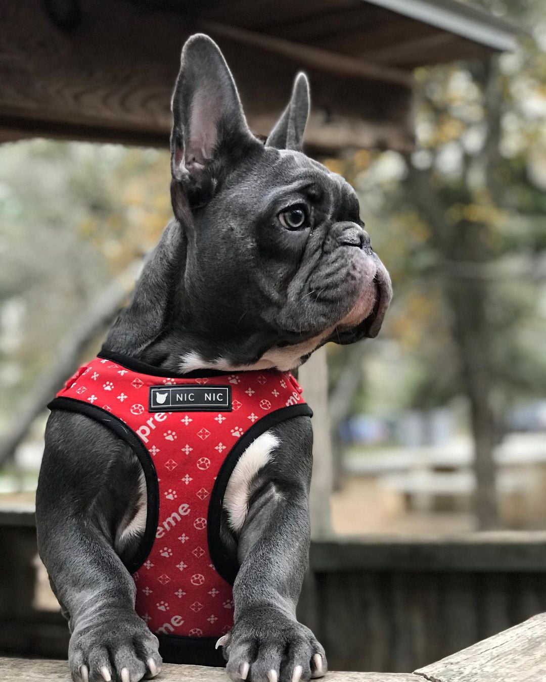 Breathable Mesh Dog Chest Harness & Leash – Red Letter Style | S–XL Red letter chest