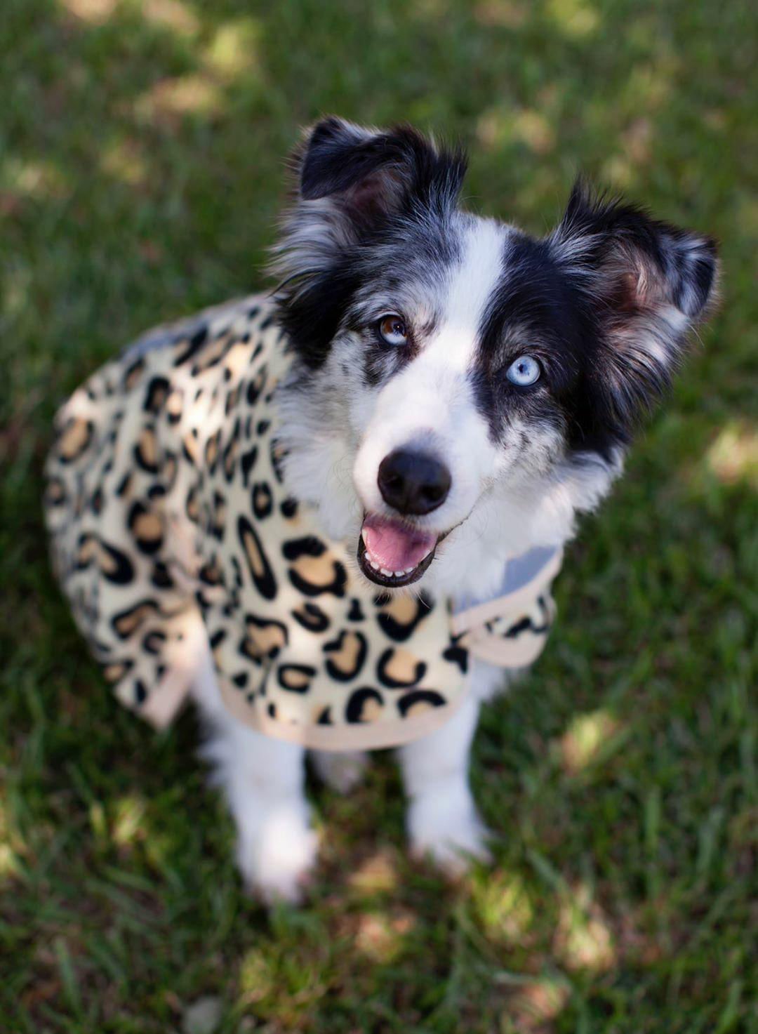 Jeffers Expression Moisture-Wicking Fleece Dog Coat Electric Cheetah