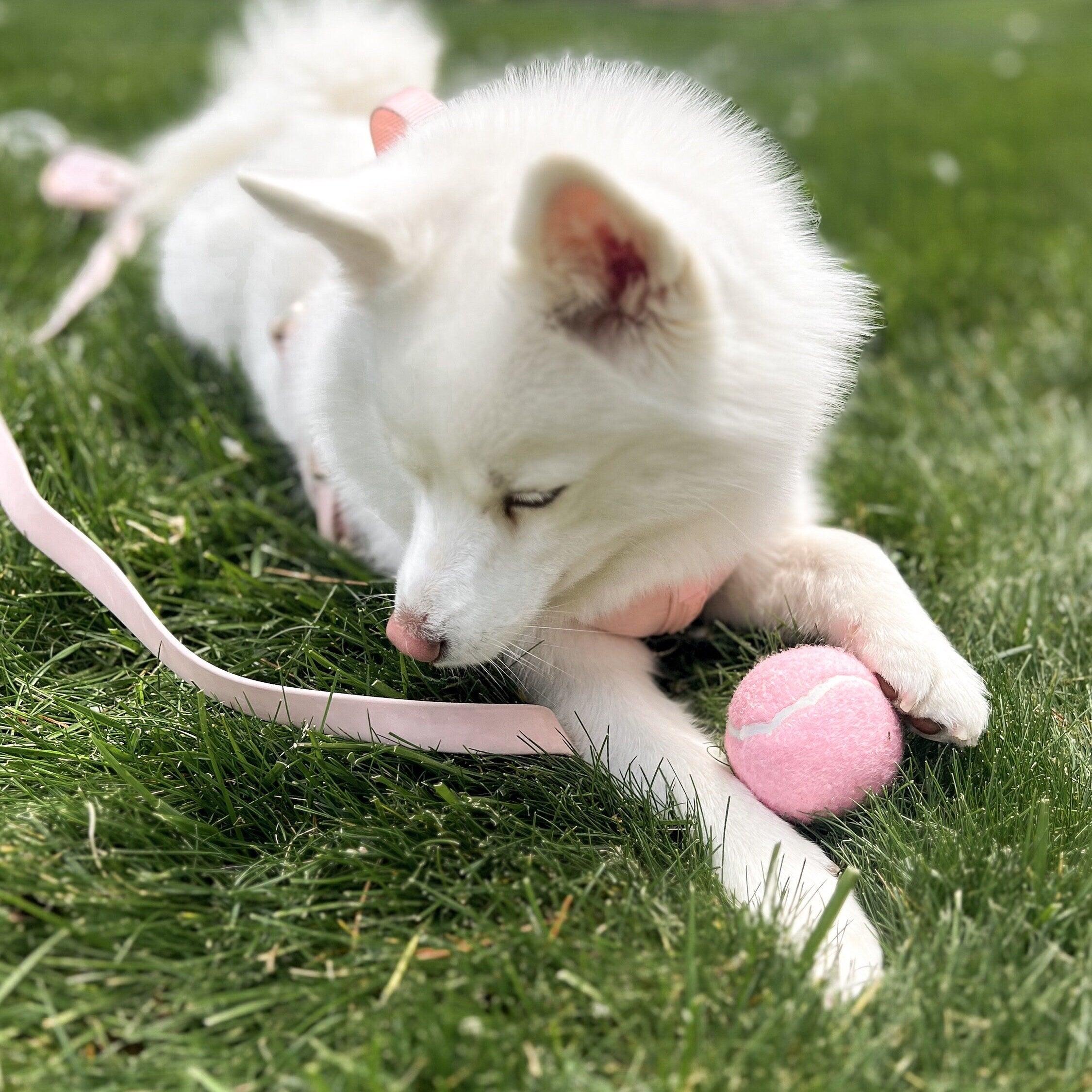 Fur Elise Classic Tennis Ball - Rose