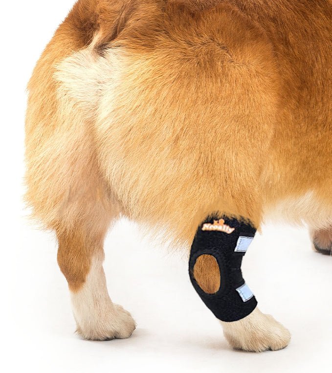 NeoAlly Dog Rear Leg Hock Brace with Safety Reflective Straps for Small Dogs [Short Version] Right