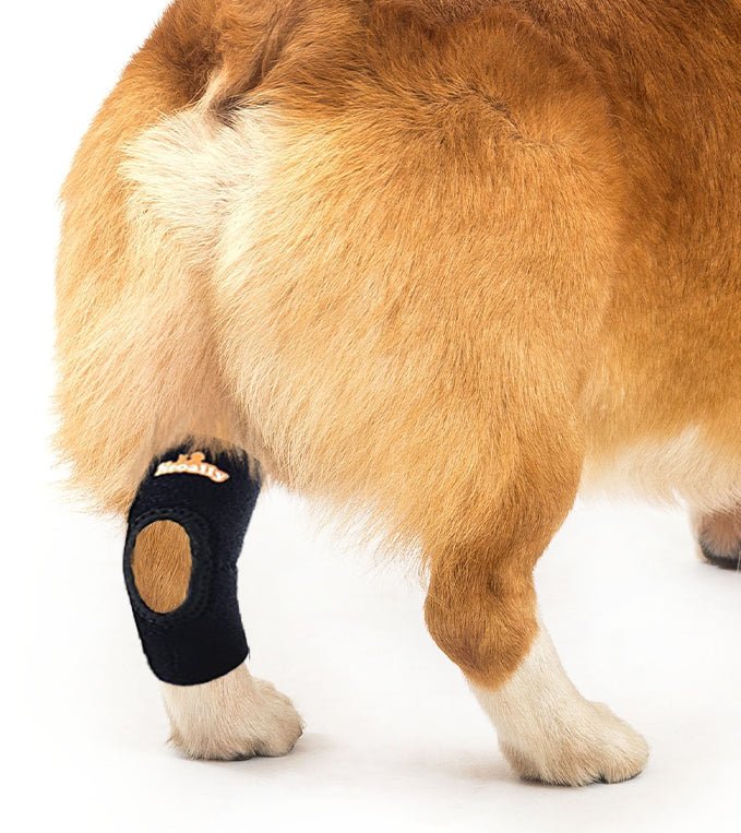 NeoAlly Dog Rear Leg Hock Brace with Safety Reflective Straps for Small Dogs [Short Version] Left