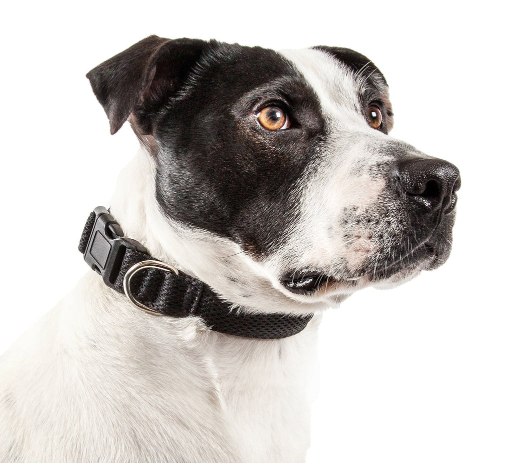 Pet Life ® 'Aero Mesh' Dual-Sided Breathable and Adjustable Thick Mesh Dog Collar
