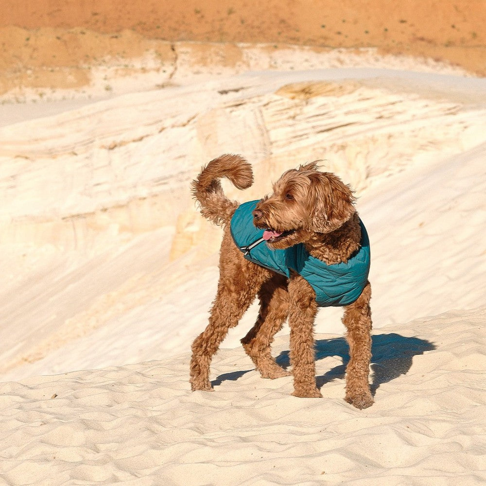 Fashion Pet Vest for Dogs