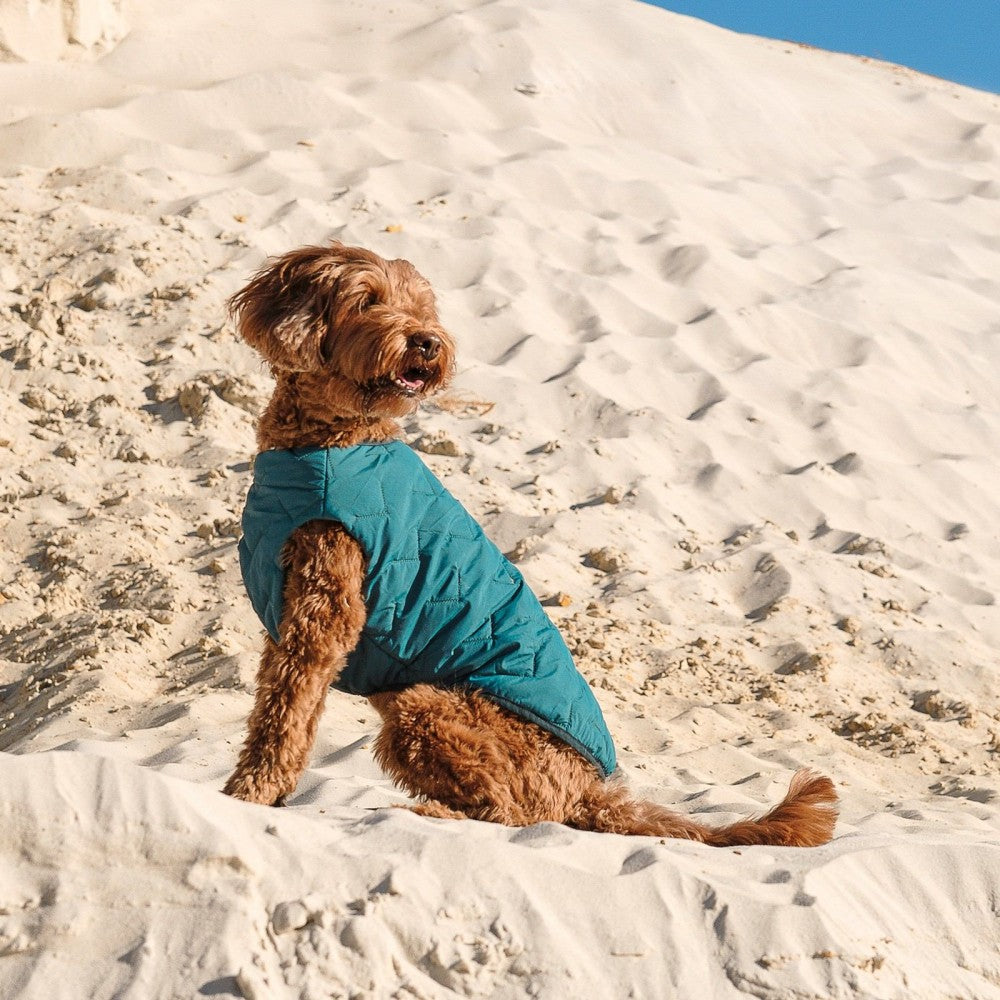 Fashion Pet Vest for Dogs